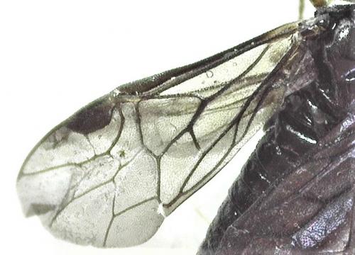 Réf. 252 796 : Endelomyia aethiops
